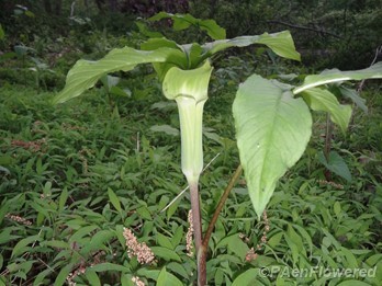 Plant form & habitat